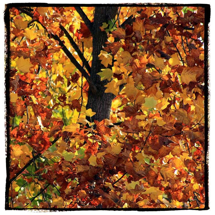 Eleventh slide image